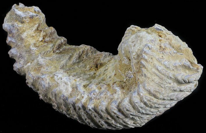 Cretaceous Fossil Oyster (Rastellum) - Madagascar #54487